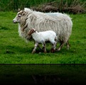 Onze Schapen