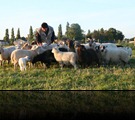 schapendrijven zomer 2010