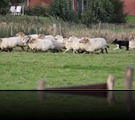 schapendrijven zomer 2010