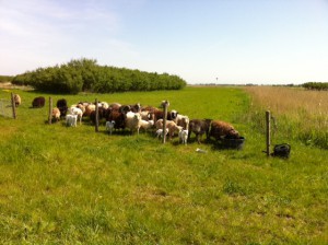 de schapen zijn erg blij met het nieuwe stukje natuurgebied, het buikje lekker rondeten en kunnen schuilen bij de bossage, net als heel vroegen!